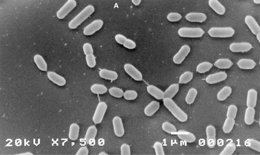 Представитель Семейства Carnobacteriaceae